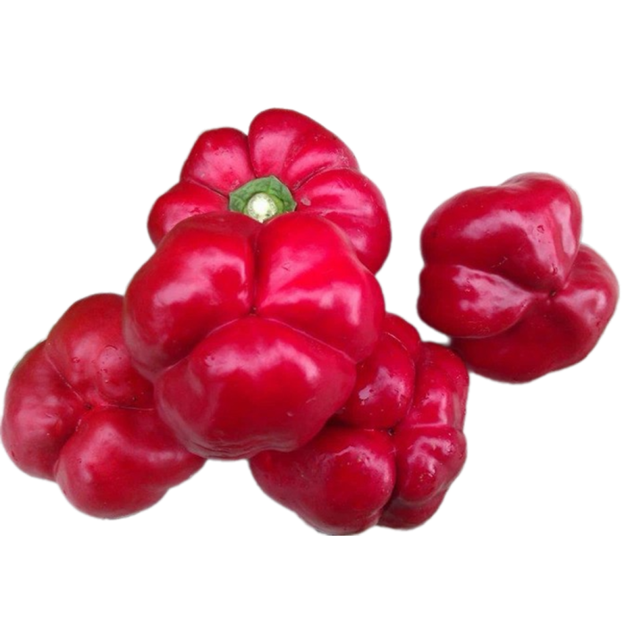 Ратунда Червона