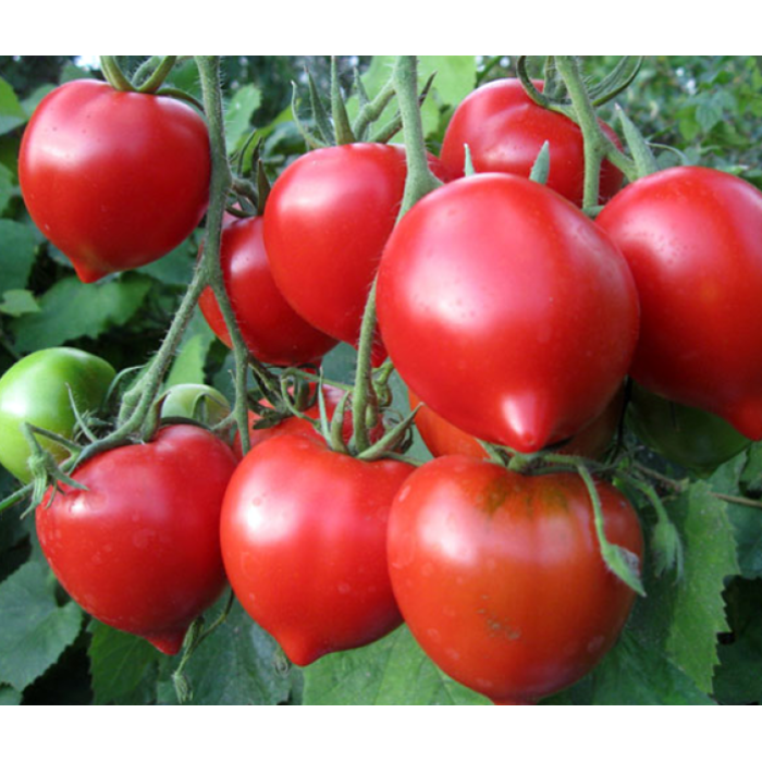 Фото Насіння томатів (помідор) Тарасенко Ювілейний