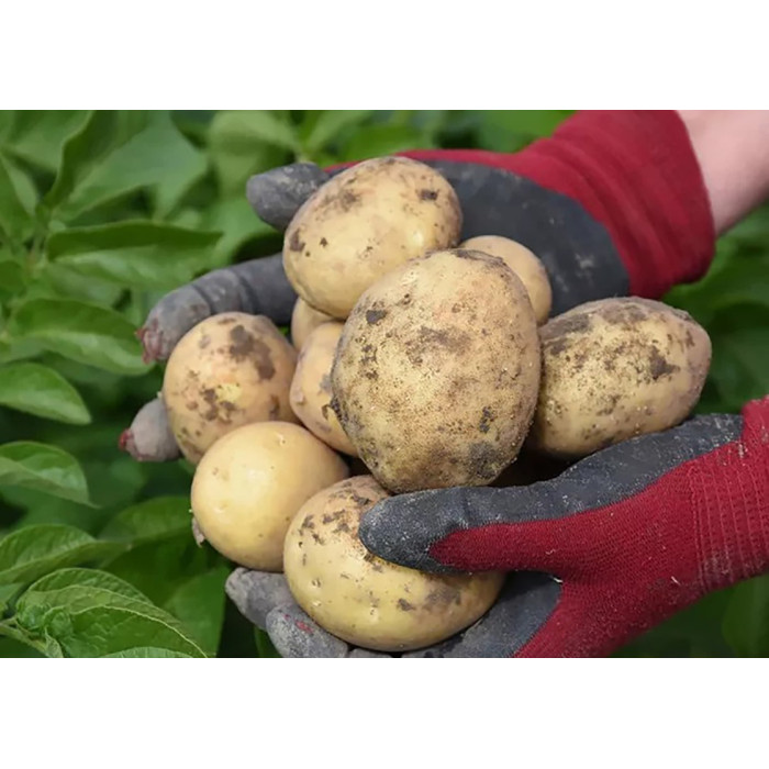 Фото Семенной картофель Твистер (1 репродукция), №1