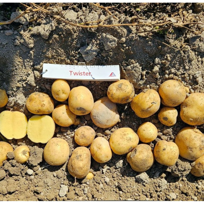 Фото Семенной картофель Твистер (1 репродукция), №3