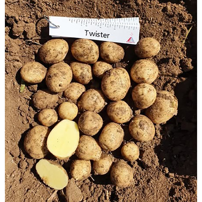 Фото Семенной картофель Твистер (1 репродукция), №2