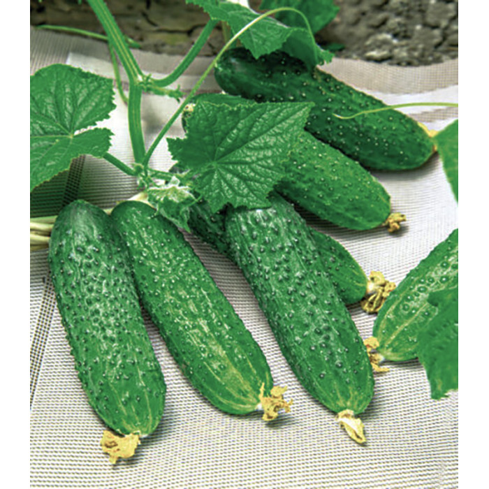 Любимый зятек F1