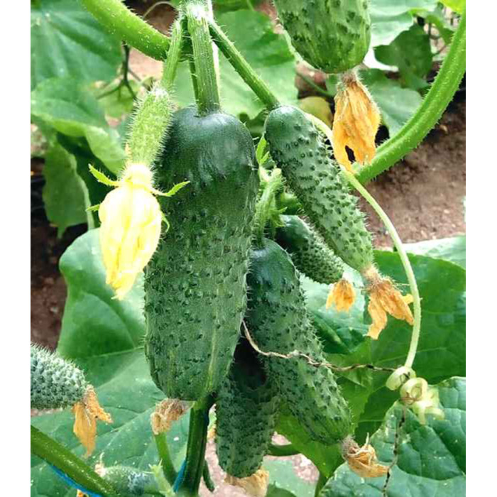 Любимый зятек F1