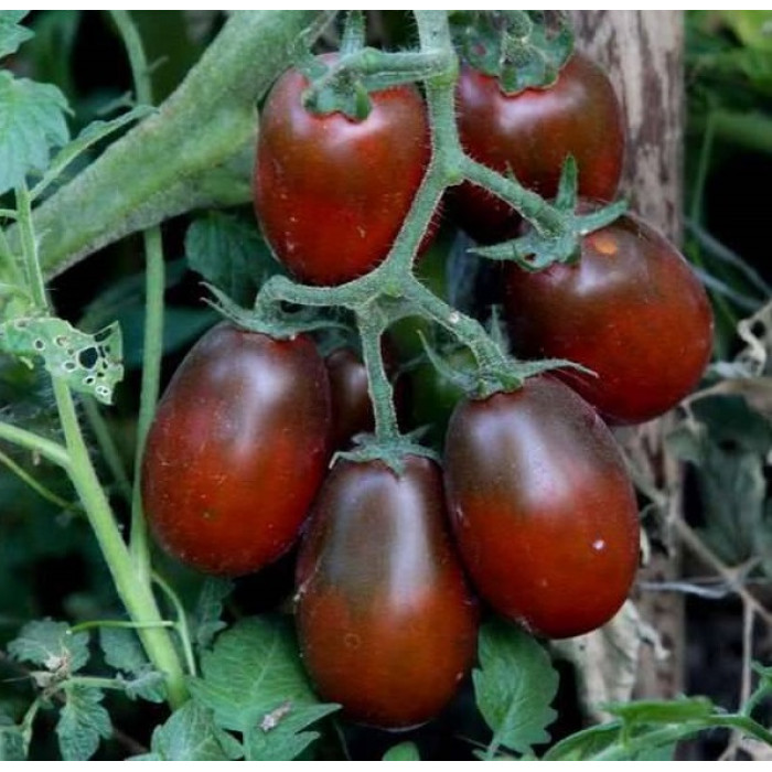 Фото Насіння томатів (помідор) Чорний Мавр, №1