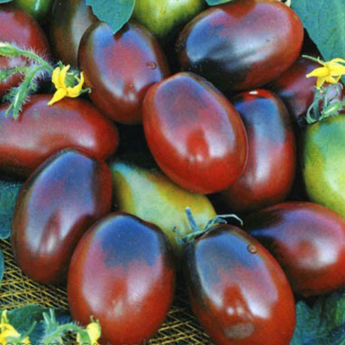 Фото Насіння томатів (помідор) Чорний Мавр