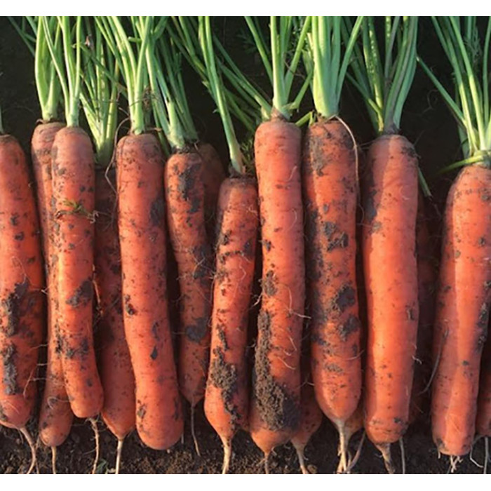 Фото Семена моркови Перфекция, №1