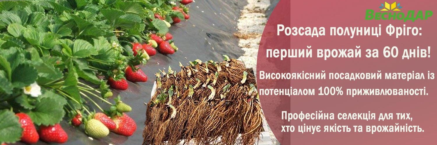 Розсада полуниці Фріго