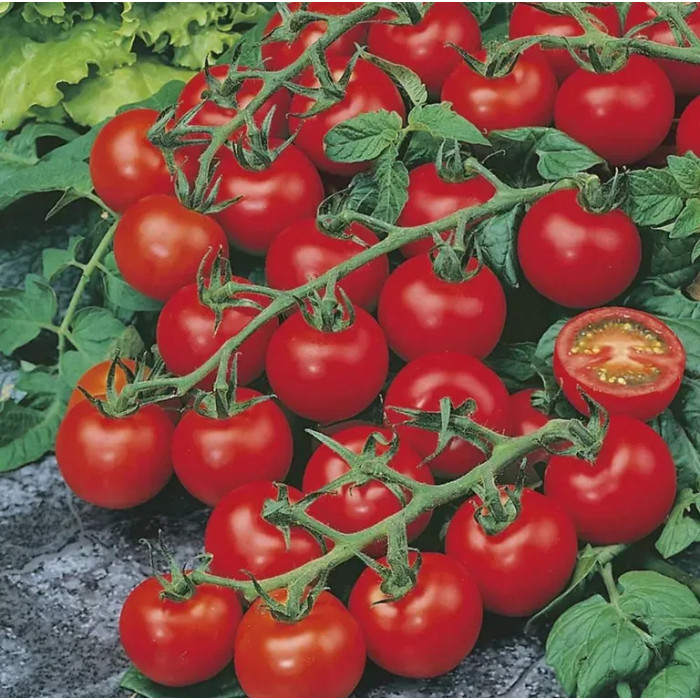 Фото Насіння томатів (помідор) Ред Черрі