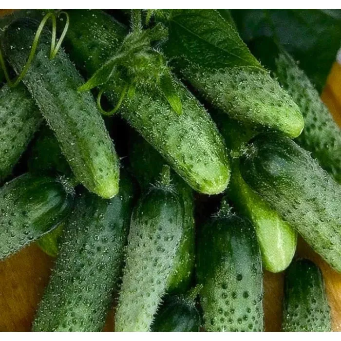 Улюблений зятьок F1