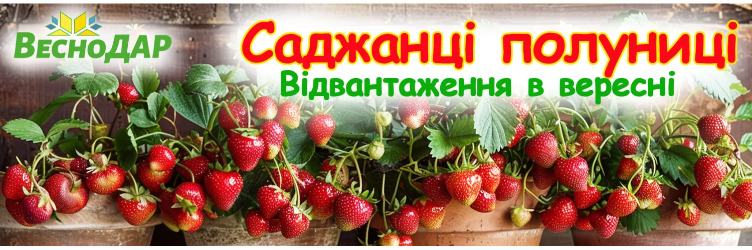 полуниця