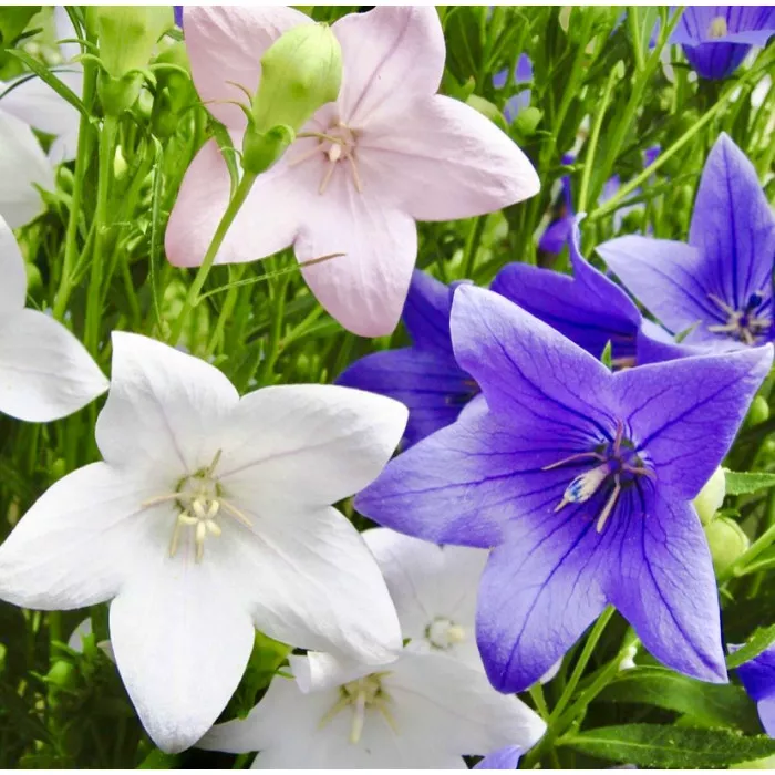 Платикодон Гаваи Смесь