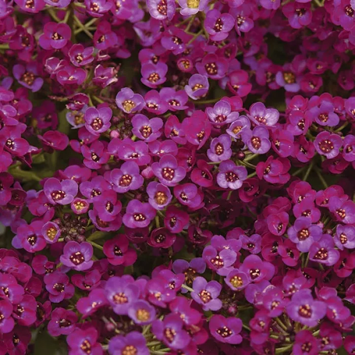 Фото Алиссум Клеар Кристал Перпл Шейд (Clear Crystal Purple Shade), №1