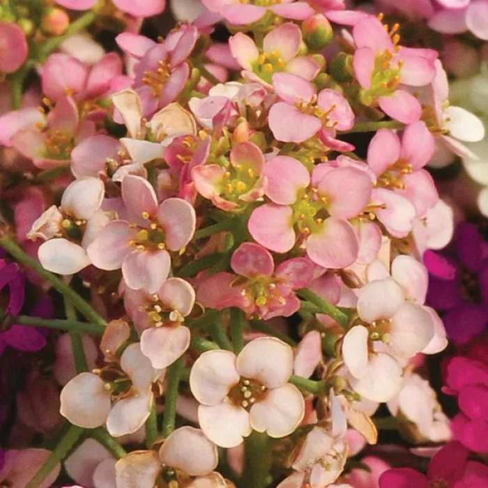 Фото Алісум Істер Бонет Піч (Easter Bonnet Peach)