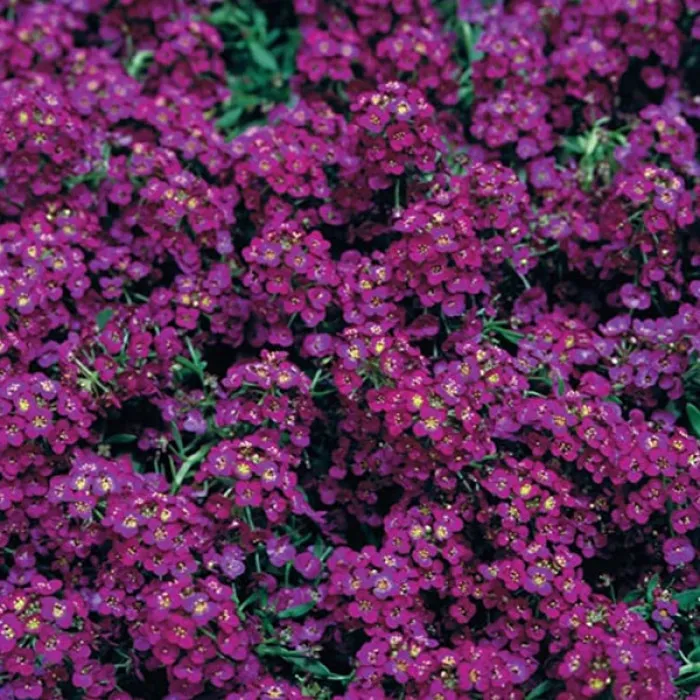 Алісум Істер Бонет Вайлет (Easter Bonnet Violet)