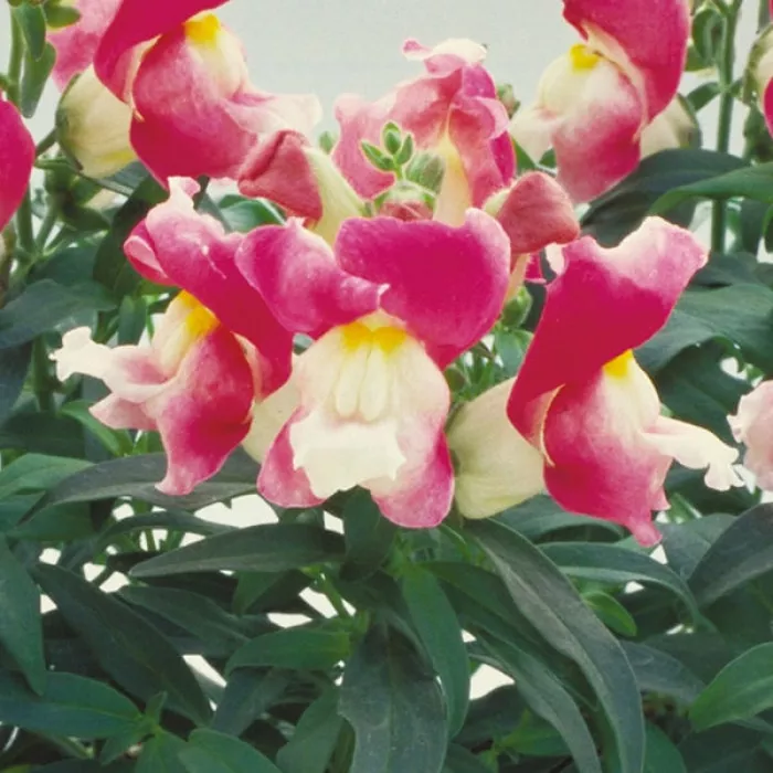 Ротики Флорал Шоверс Корал Біколор (Floral Showers Coral Bicolour)