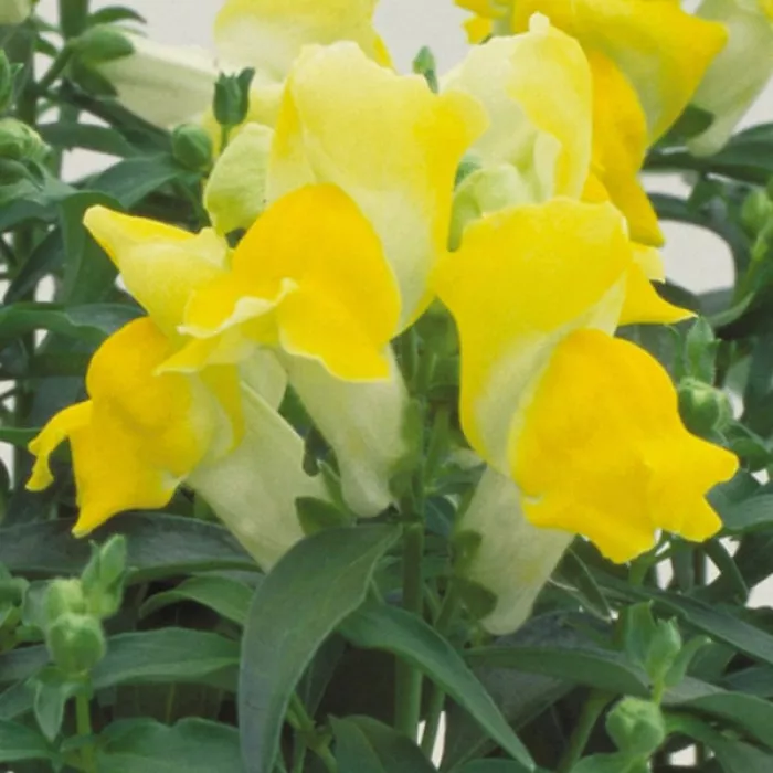 Львиный зев Флорал Шоверс Еллоу (Floral Showers Yellow)