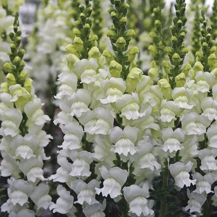 Ротики Опус Фреш Вайт (Opus III/IV Fresh White)