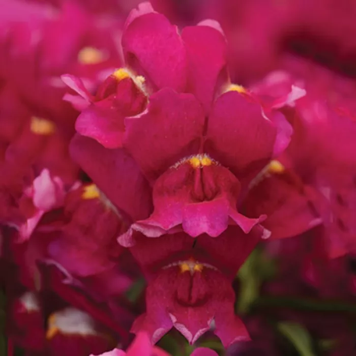 Львиный зев Снапшот Бургунди (Snapshot Burgundy)