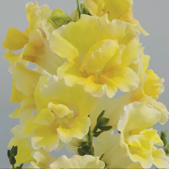 Фото Ротики Твінні F1 Єллоу Шейдс (Twinny F1 Yellow Shades), №1