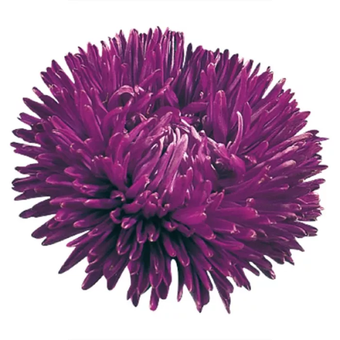 Фото Айстра Гала Пьорпл (Gala Purple), №1