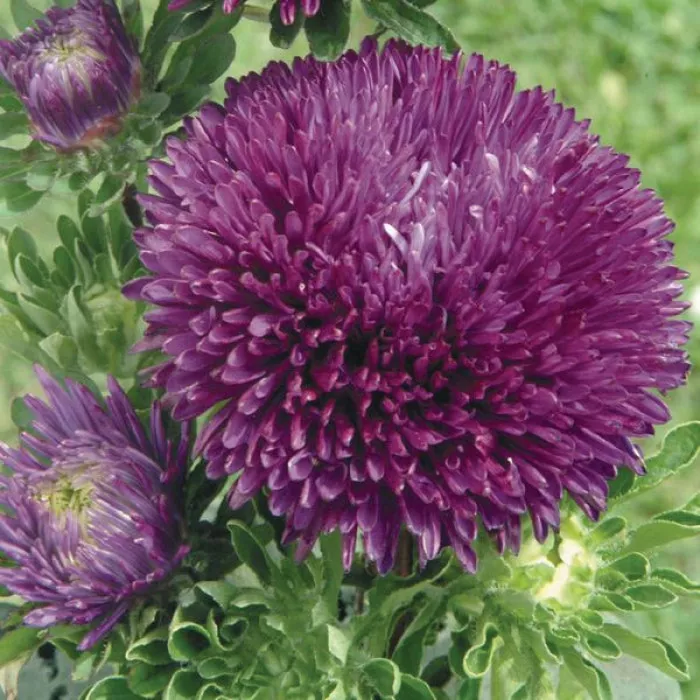 Фото Айстра Гала Пьорпл (Gala Purple), №2