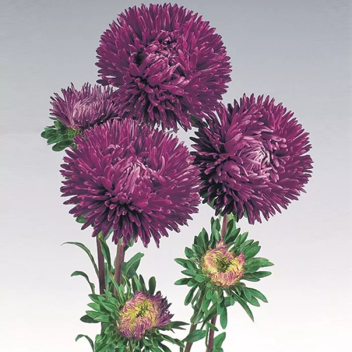 Фото Айстра Гала Пьорпл (Gala Purple)