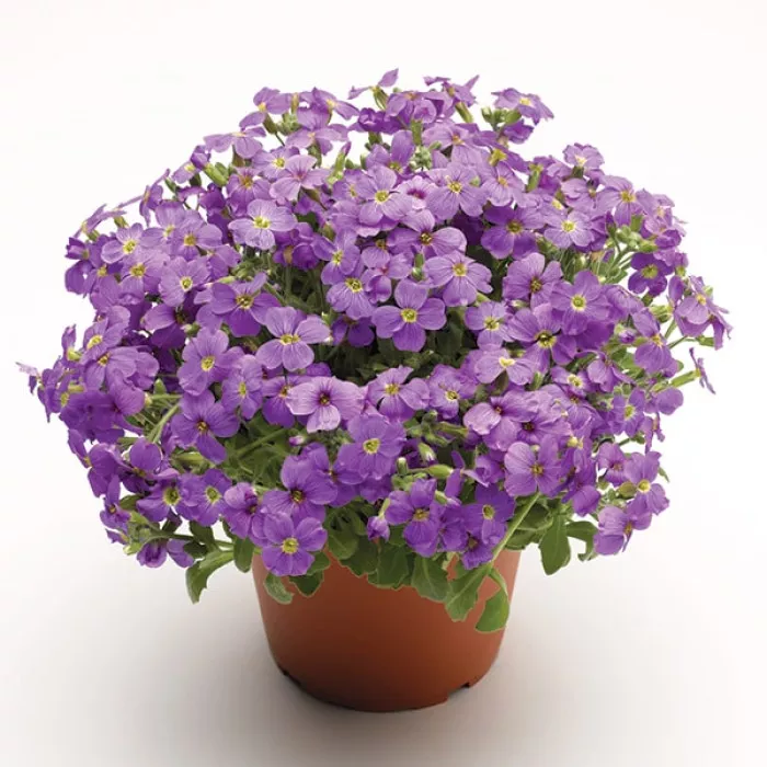 Обрієта Одрі F1 Лайт Блю  (Audrey F1  Light Blue)