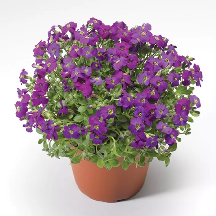Обрієта Одрі F1 Пьорпл Шейдс (Audrey F1 Purple Shades)