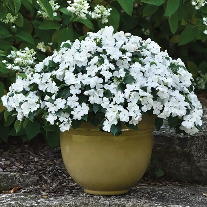 Бальзамін Бікон F1 Вайт (Beacon F1 White)