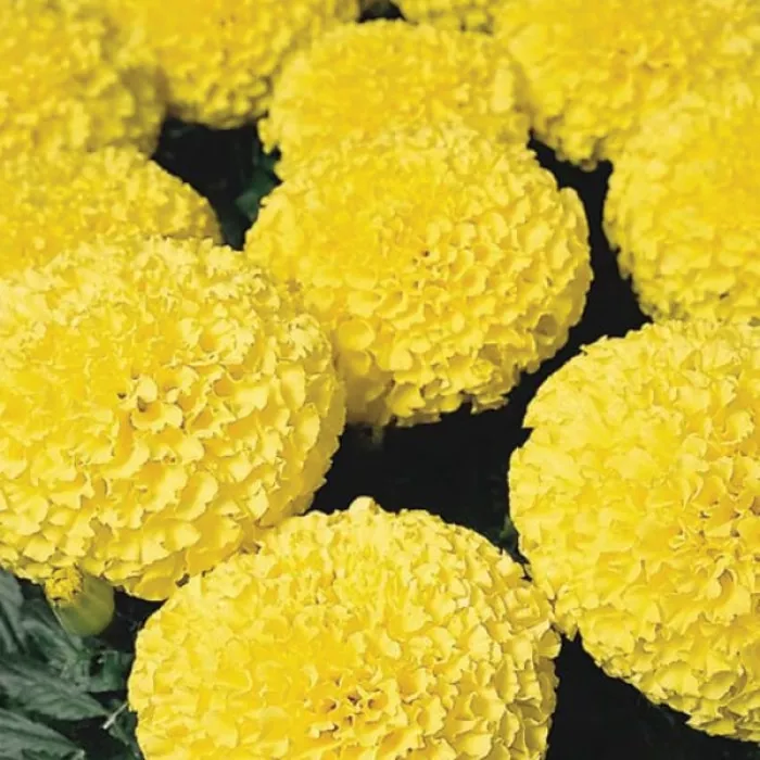 Фото Чорнобривці Діскавері F1 Єллоу (Discovery F1 Yellow), №1