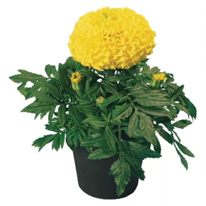 Фото Чорнобривці Діскавері F1 Єллоу (Discovery F1 Yellow), №2