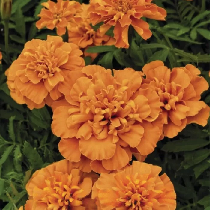 Фото Чорнобривці Супер Хіроу Діп Оранж (Super Hero Deep Orange)
