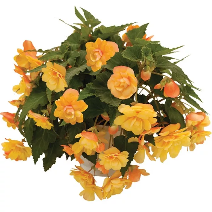 Бегонія Іллюмінейшн Апрікот Шейдс (Illumination Apricot Shades)