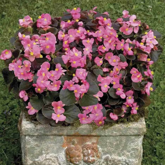 Бегония Найтлайф F1 Дип Роуз  (Nightlife F1 Deep Rose)