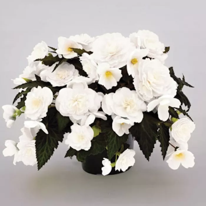 Фото Бегония Нонстоп Мокка F1 Вайт (Nonstop Mocca F1 White)