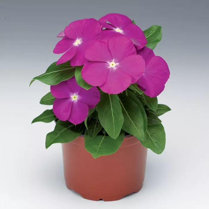 Катарантус СанСторм Діп Орхід (SunStorm Deep Orchid)