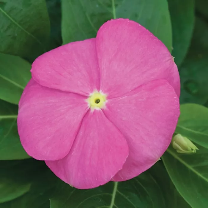 Катарантус СанСторм Діп Пінк (SunStorm Deep Pink)