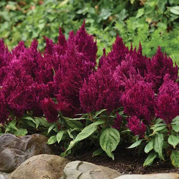 Фото Целозия Фирст Флейм Перпл (First Flame Purple), №1