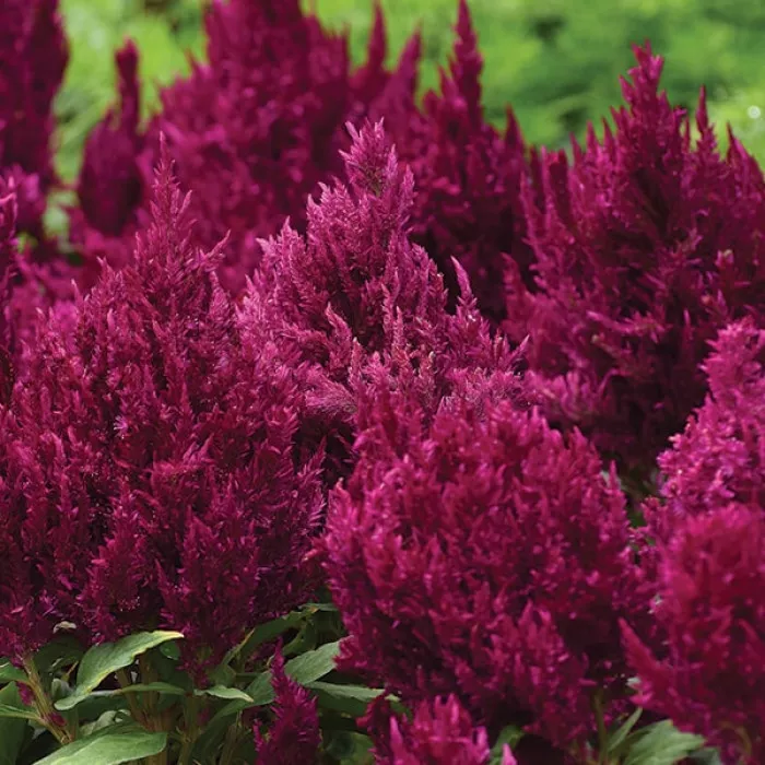 Фото Целозия Фирст Флейм Перпл (First Flame Purple), №2