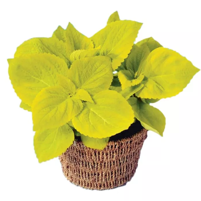 Колеус Візард Голден (Wizard Golden)