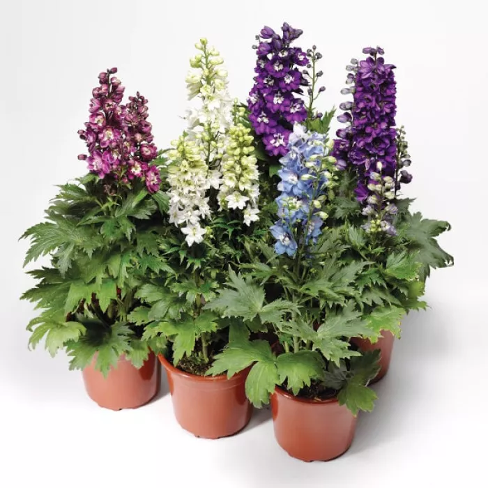 Дельфиниум Делфина Микс (Delphina Mix)