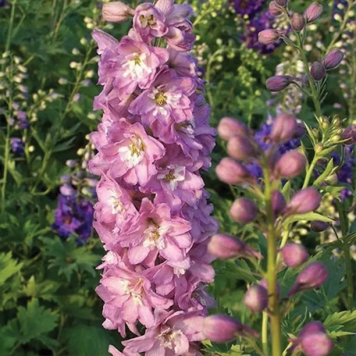 Дельфініум Меджик Фаунтс Черрі Блоссом Вайт Бі (Magic Fountains Cherry Blossom White Bee)