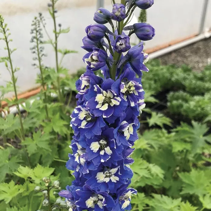Дельфініум Меджик Фаунтс Дарк Блю Вайт Бі (Magic Fountains Dark Blue with White Bee)