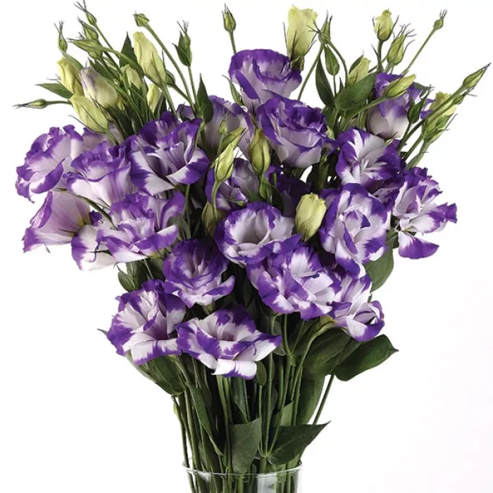 Еустома ЕйБіСі F1 Блю Рім (ABC F1 Blue Rim)