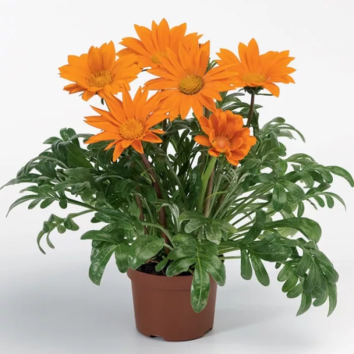 Газания Газу F1 Клир Оранж (Gazoo F1 Clear Orange)