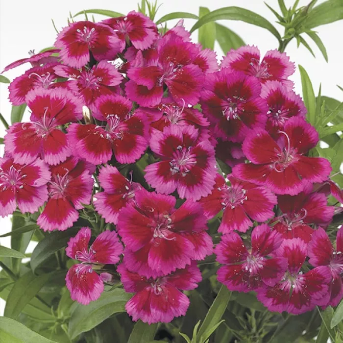 Фото Гвоздика Барбаріні F1 Ред Роуз Біколор (Barbarini F1 Red Rose Bicolor), №2