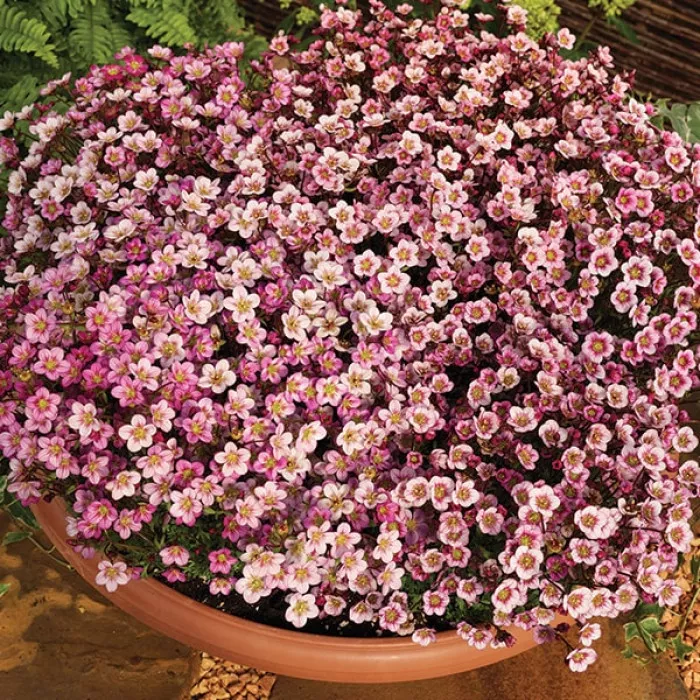 Камнеломка Хайлендер Роуз Шейдс (Highlander Rose Shades)