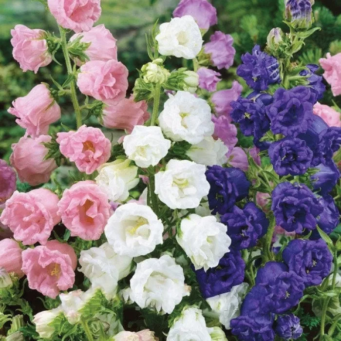 Колокольчики Махровые Смесь