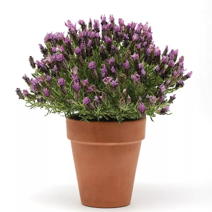 Лаванда Бандера Пьорпл (Bandera Purple)