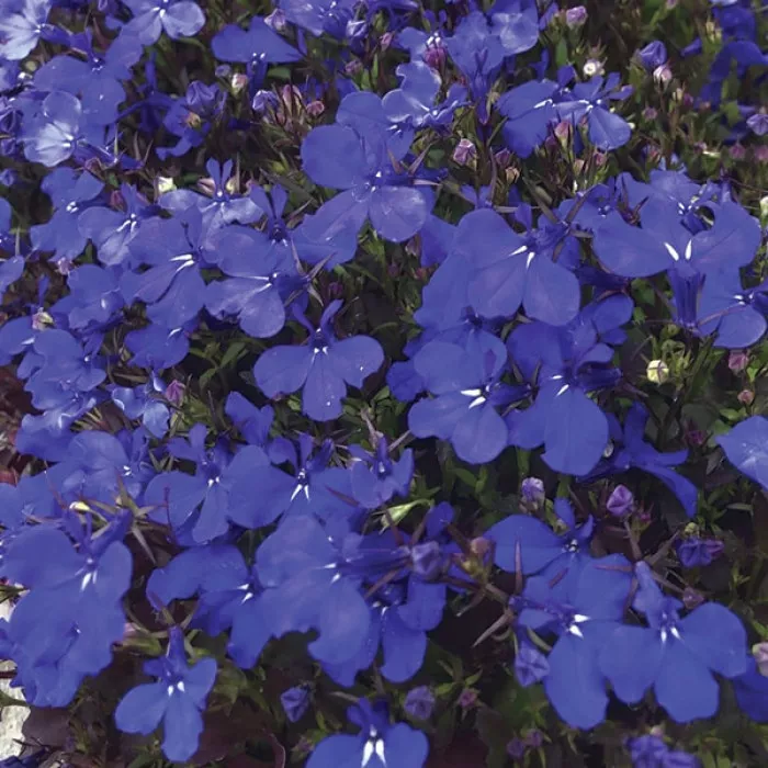 Лобелия Палас Блю (Palace Blue)